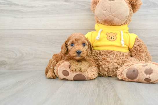 Friendly Poodle Purebred Pup