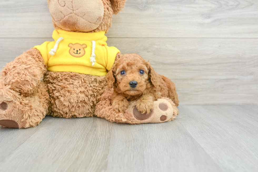 Little Poodle Purebred Pup