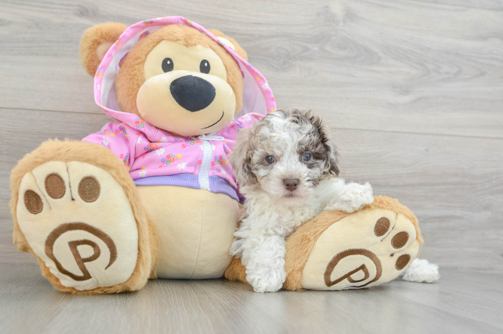 7 week old Poodle Puppy For Sale - Premier Pups