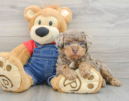 8 week old Poodle Puppy For Sale - Premier Pups