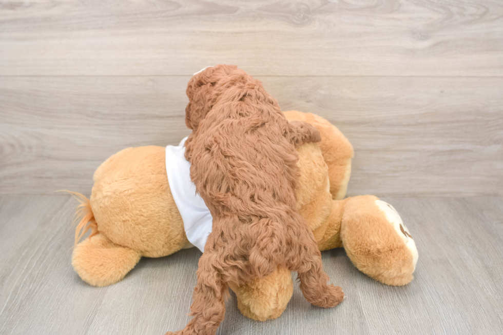 Poodle Pup Being Cute