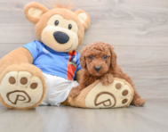 5 week old Poodle Puppy For Sale - Premier Pups