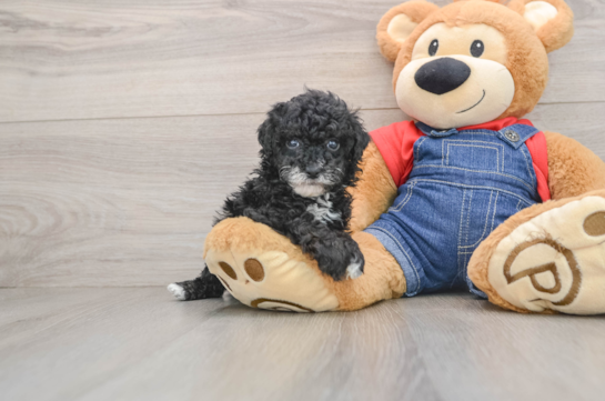 Poodle Puppy for Adoption