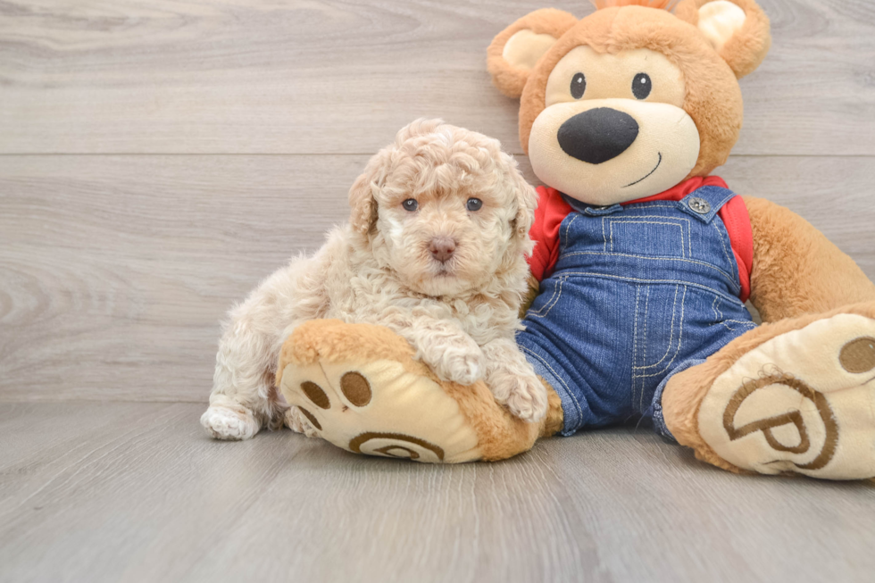 Popular Poodle Purebred Pup