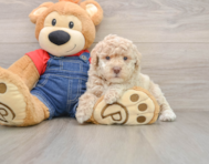 6 week old Poodle Puppy For Sale - Premier Pups