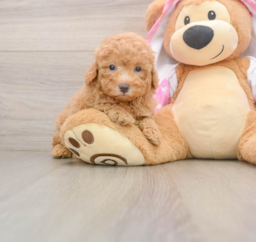 6 week old Poodle Puppy For Sale - Premier Pups