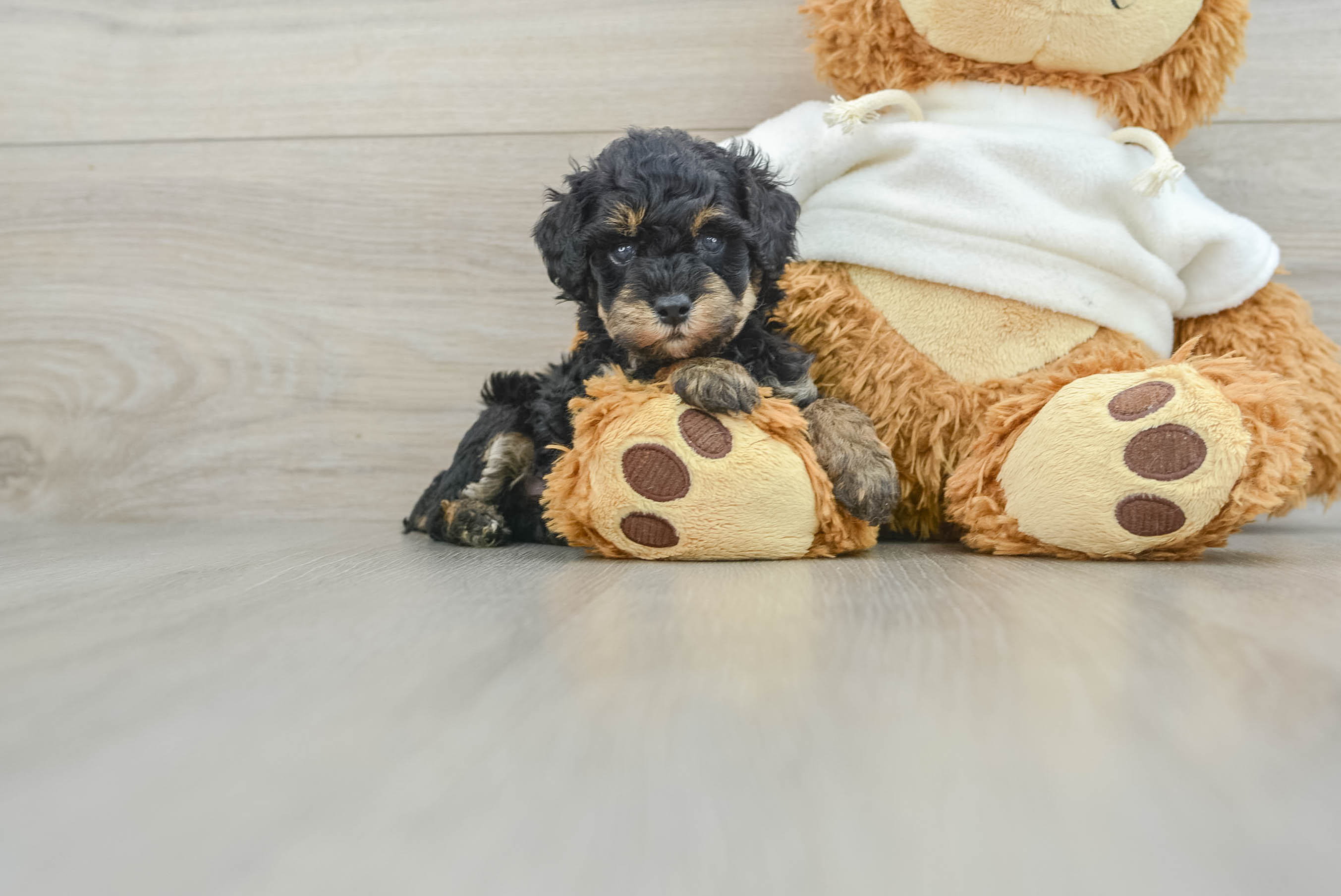 Petite Poodle Neymar: 2lb 10oz Purebred Puppy