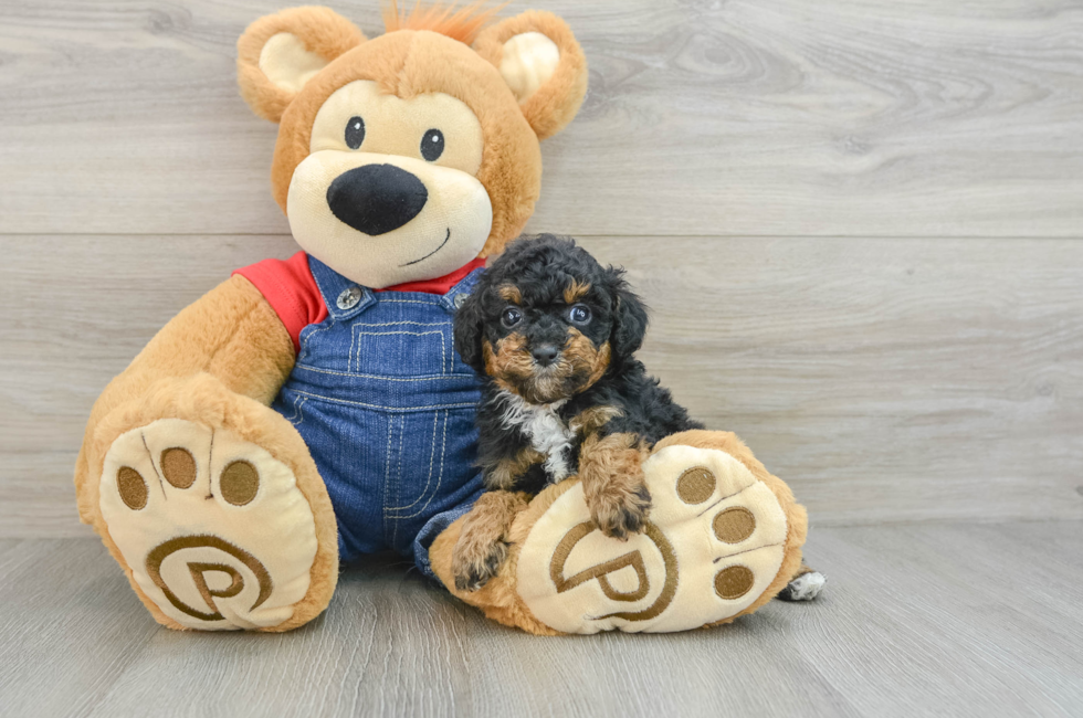 5 week old Poodle Puppy For Sale - Premier Pups