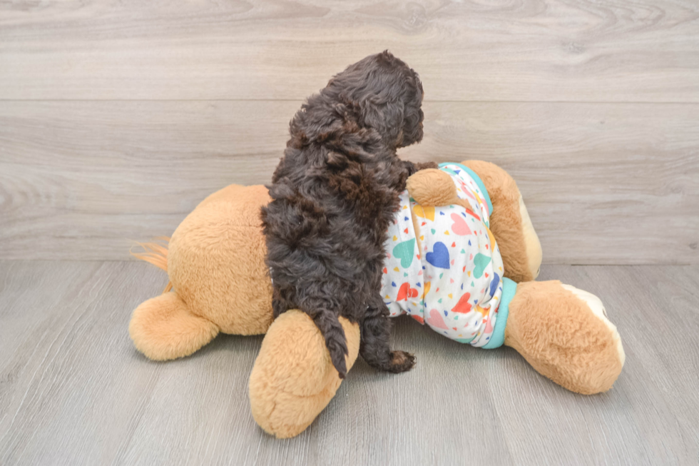 Sweet Pooodle Purebred Puppy