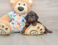 5 week old Poodle Puppy For Sale - Premier Pups