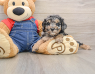 8 week old Poodle Puppy For Sale - Premier Pups