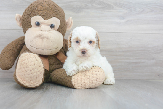 Poodle Pup Being Cute