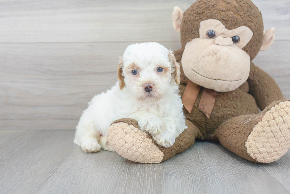 Smart Pudle Purebred Puppy