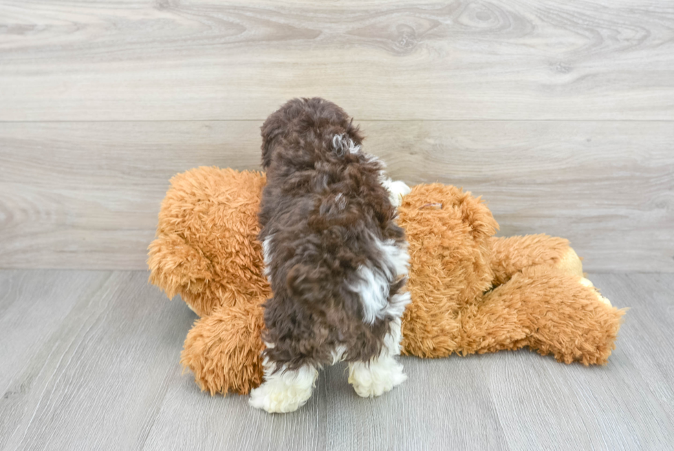 Adorable Pudle Purebred Puppy