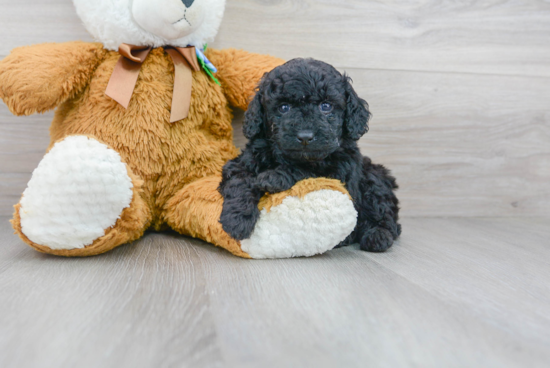 Poodle Pup Being Cute