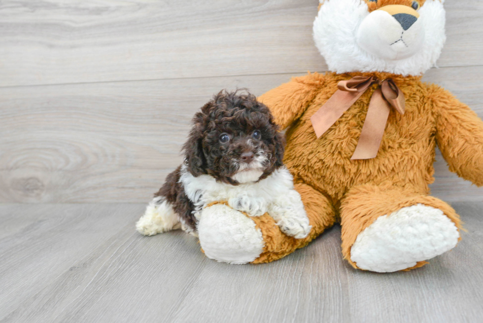 Funny Poodle Baby