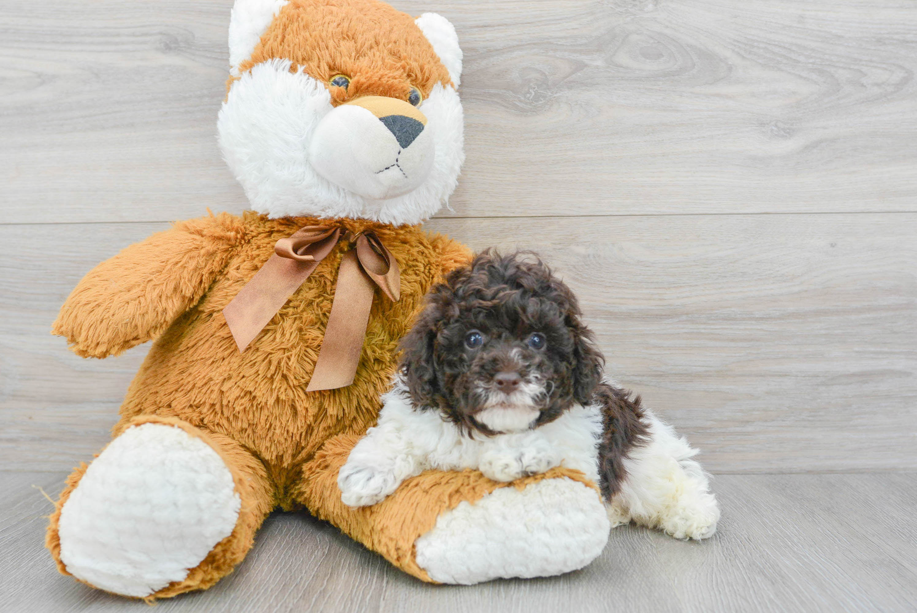Poodle Puppy for Adoption