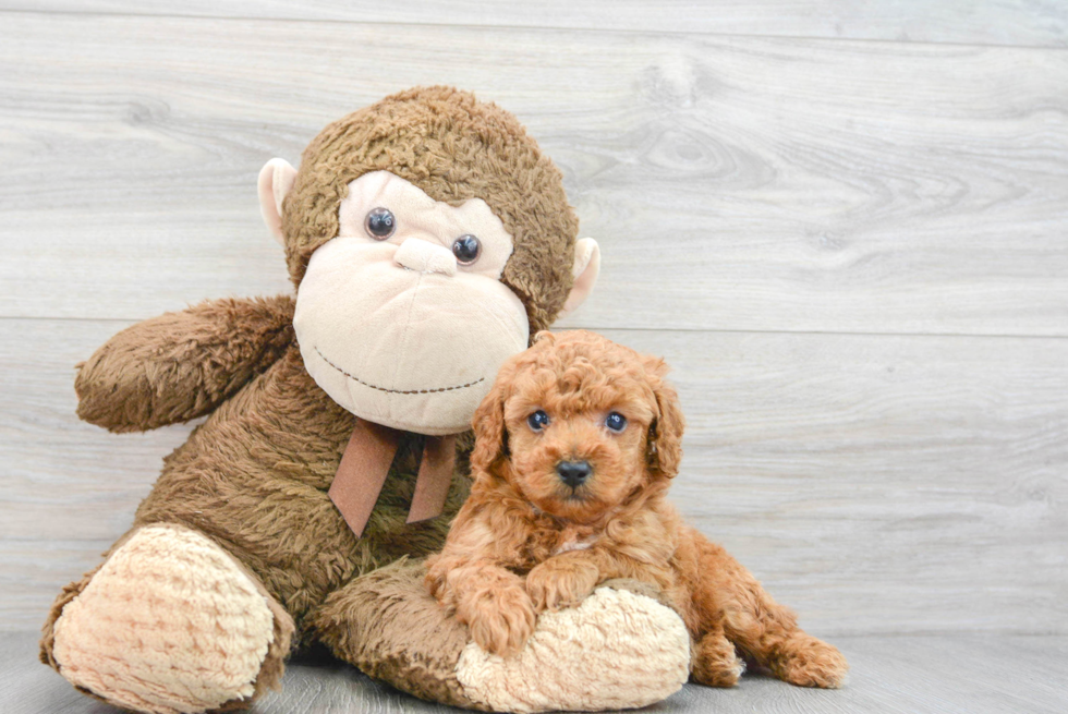 Playful Poodle Purebred Pup