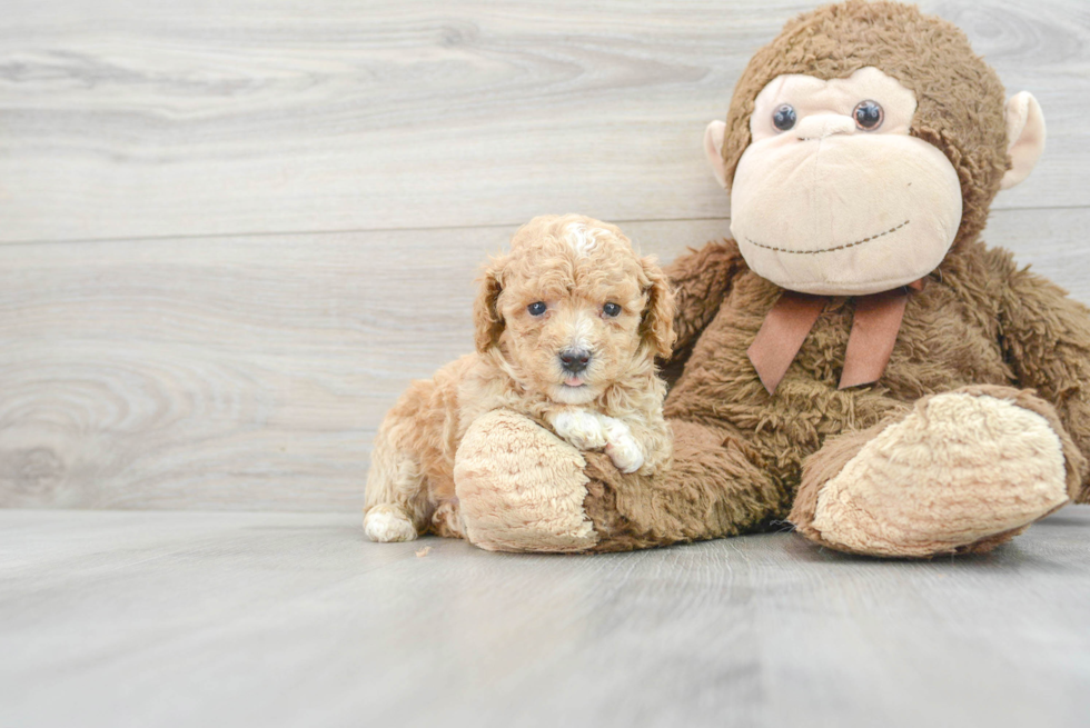 Best Poodle Baby