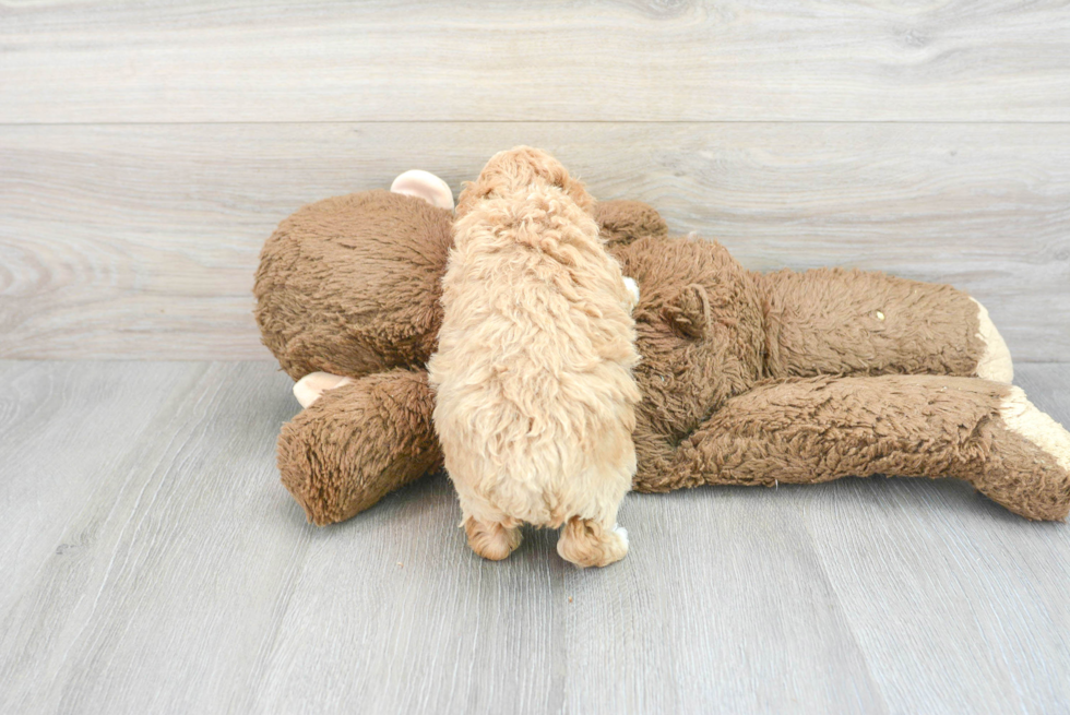 Best Poodle Baby