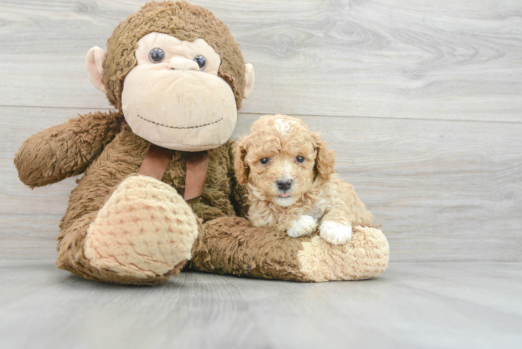 Poodle Pup Being Cute