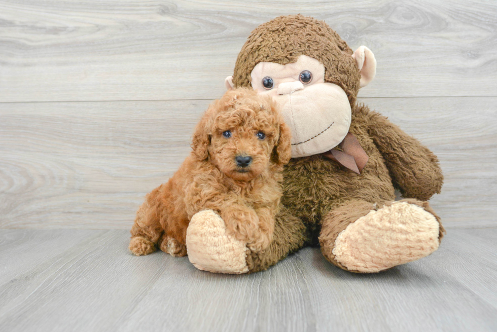 Playful Poodle Baby