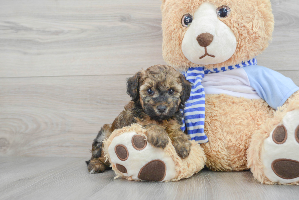 Akc Registered Poodle Purebred Pup