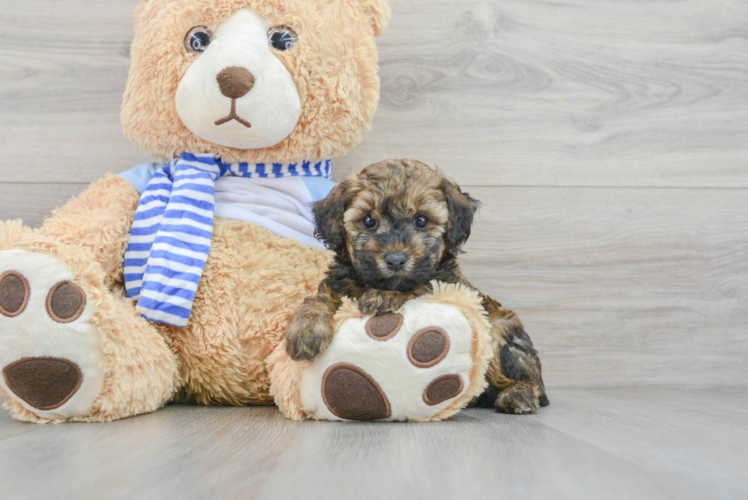 Hypoallergenic Poodle Baby
