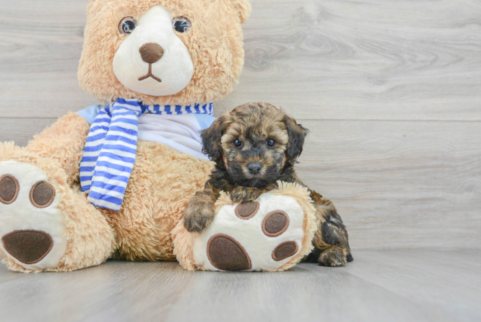 Hypoallergenic Poodle Baby