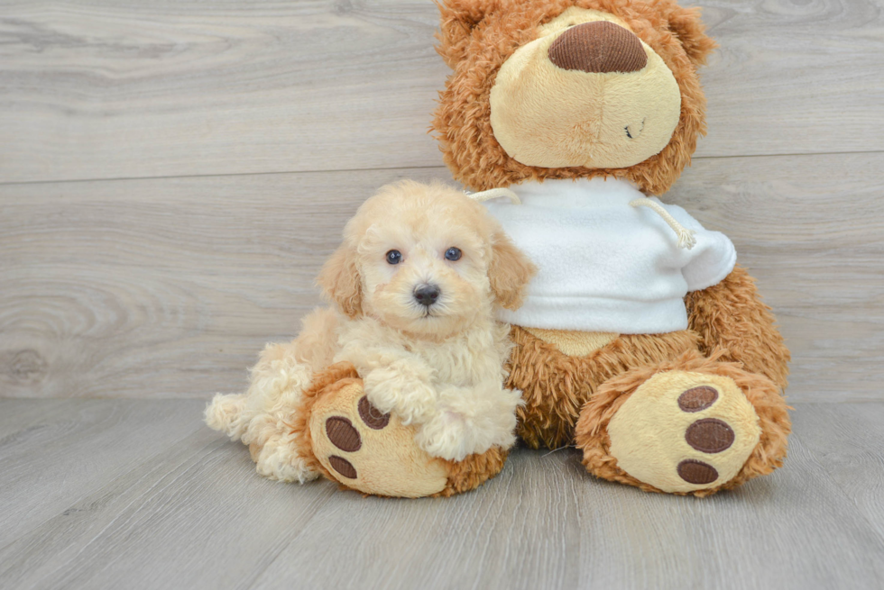 Funny Poodle Purebred Pup