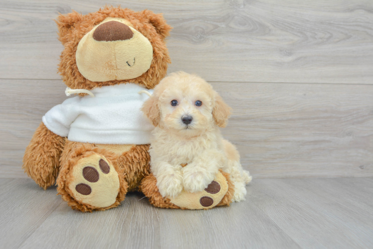 Adorable Pudle Purebred Puppy