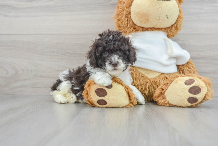 Playful Poodle Purebred Pup