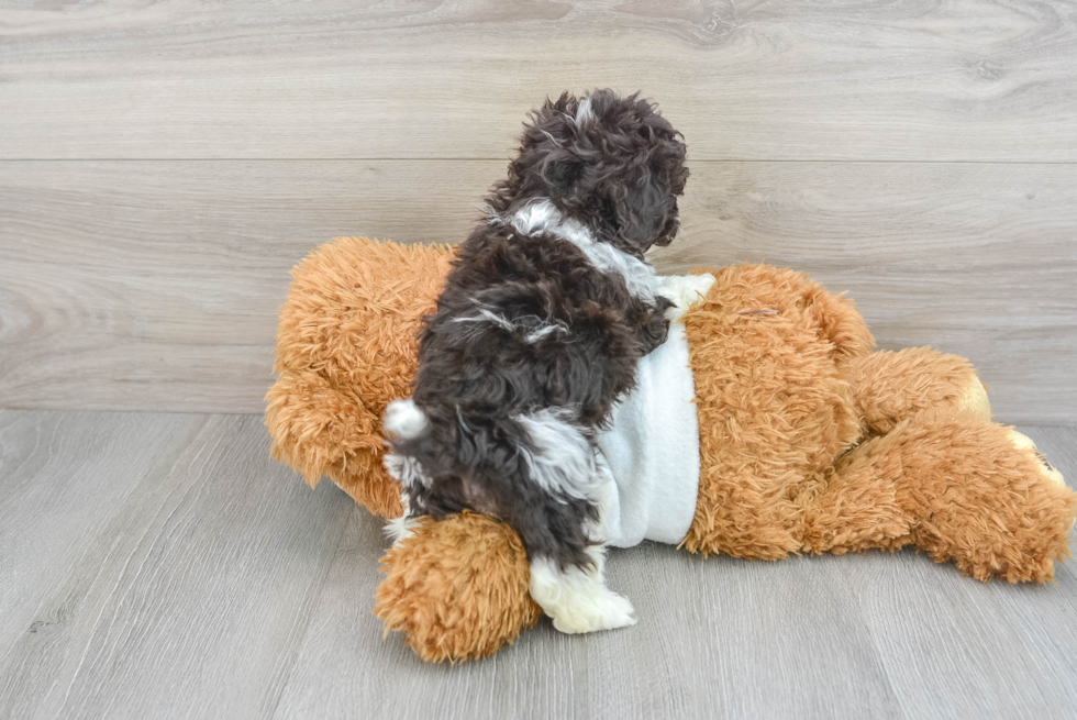 Sweet Pudle Purebred Puppy