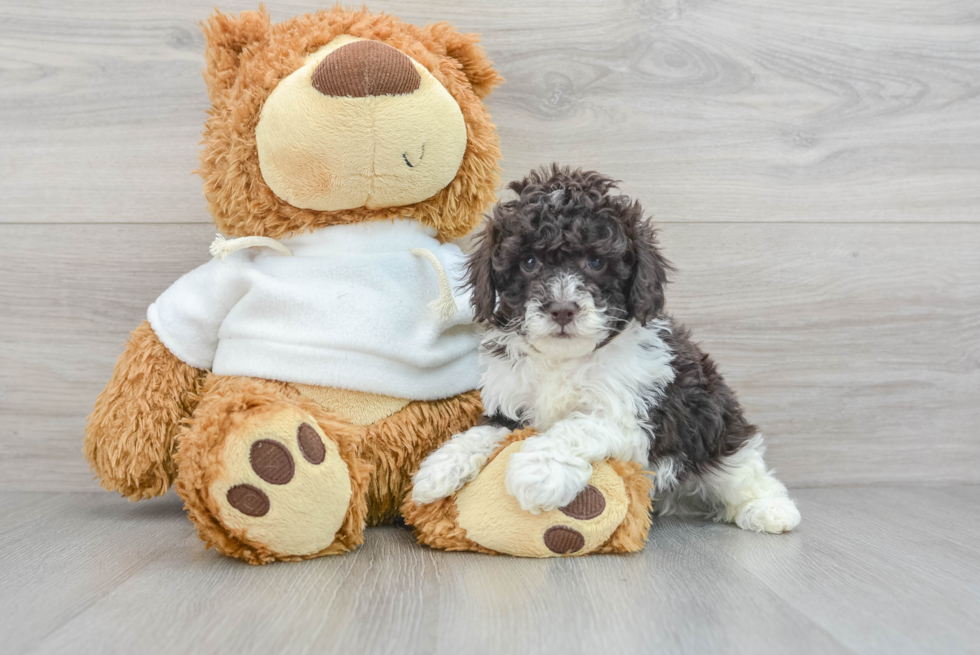 Best Poodle Baby
