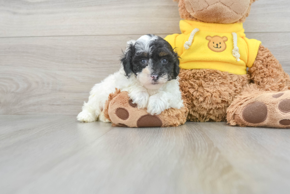 Friendly Poodle Baby