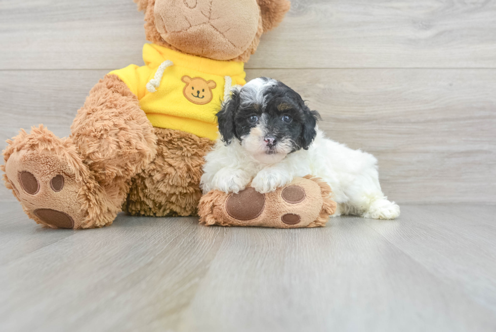 Poodle Pup Being Cute