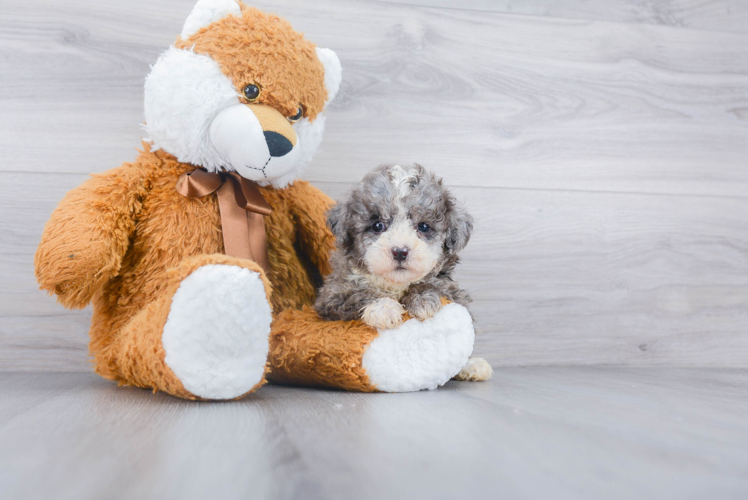 Poodle Pup Being Cute