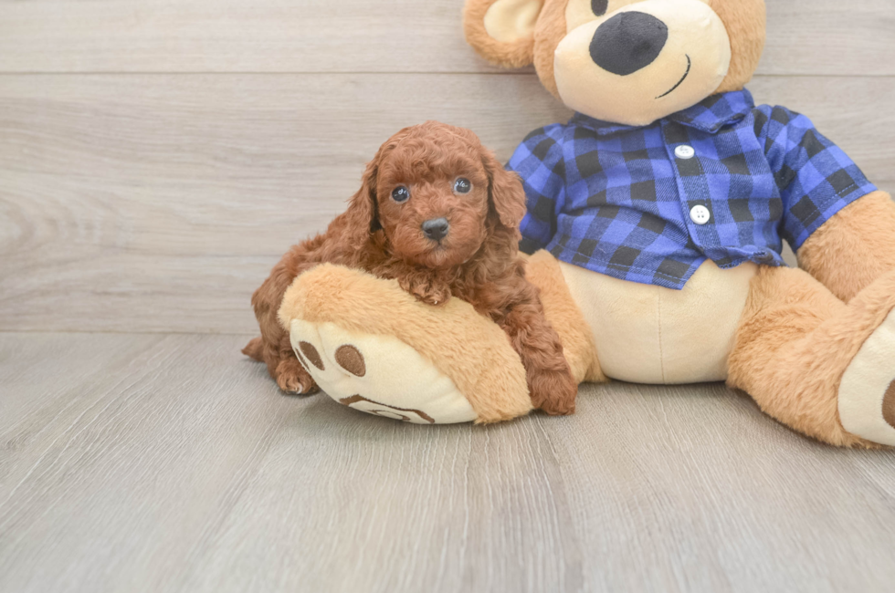 5 week old Poodle Puppy For Sale - Premier Pups