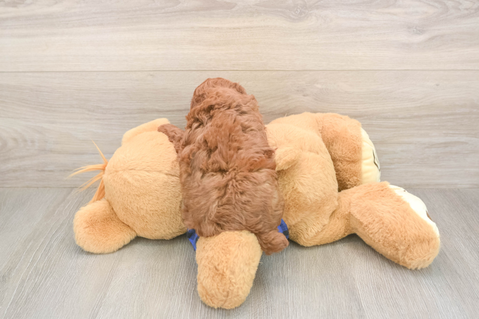 Meet Oliver - our Poodle Puppy Photo  3/3 - Premier Pups Hypoallergenic Poodle Baby