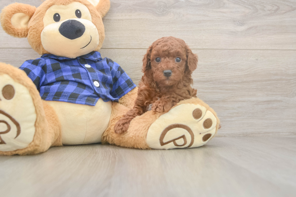 Meet Oliver - our Poodle Puppy Photo  2/3 - Premier Pups Poodle Puppy for Adoption