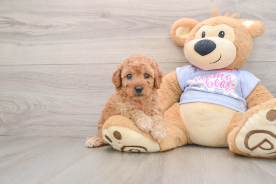 Poodle Pup Being Cute