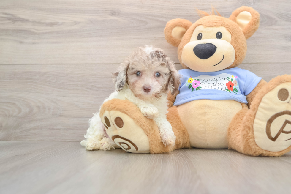 Poodle Puppy for Adoption