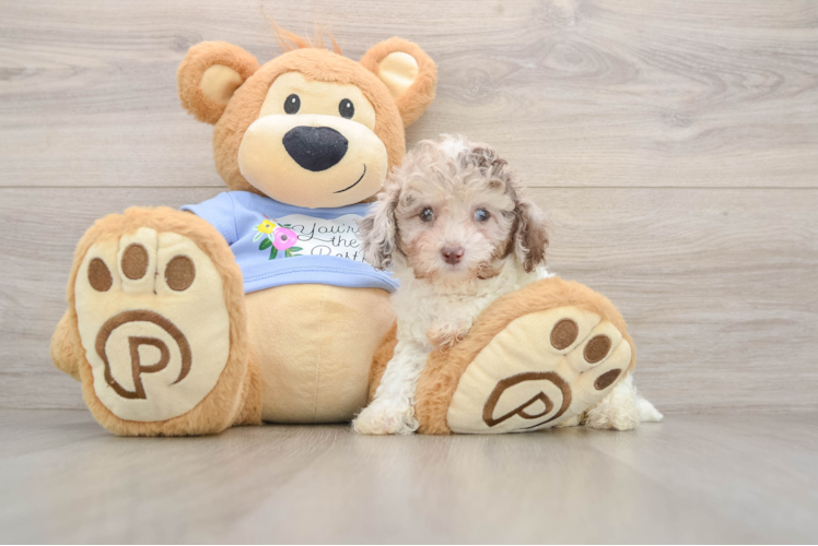 Friendly Poodle Purebred Pup