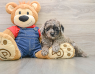 6 week old Poodle Puppy For Sale - Premier Pups