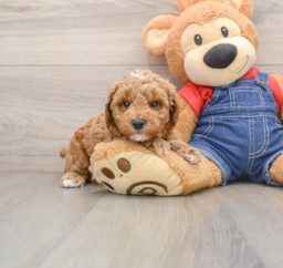 6 week old Poodle Puppy For Sale - Premier Pups