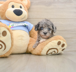 6 week old Poodle Puppy For Sale - Premier Pups