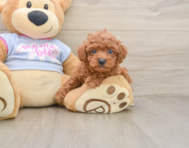 6 week old Poodle Puppy For Sale - Premier Pups