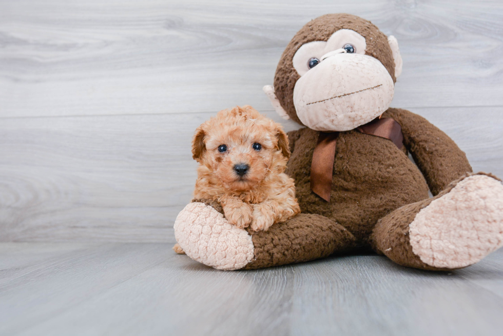 Popular Poodle Purebred Pup