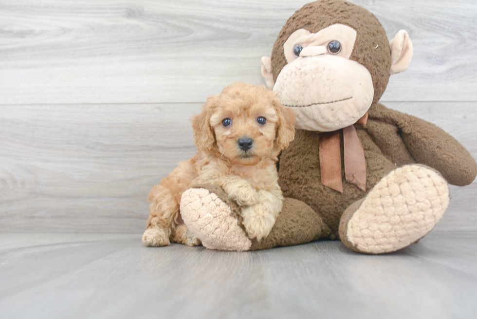 Poodle Pup Being Cute