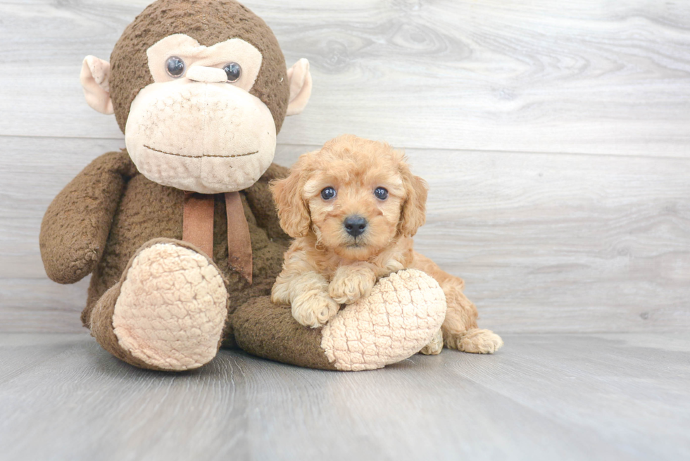 Fluffy Pudle Purebred Puppy